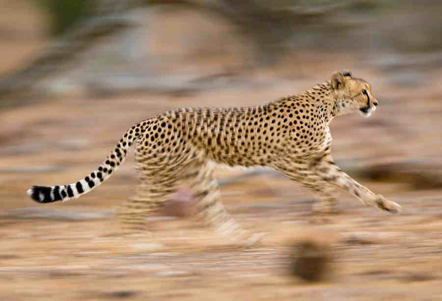 Baxter International Catches Cheetah Medical